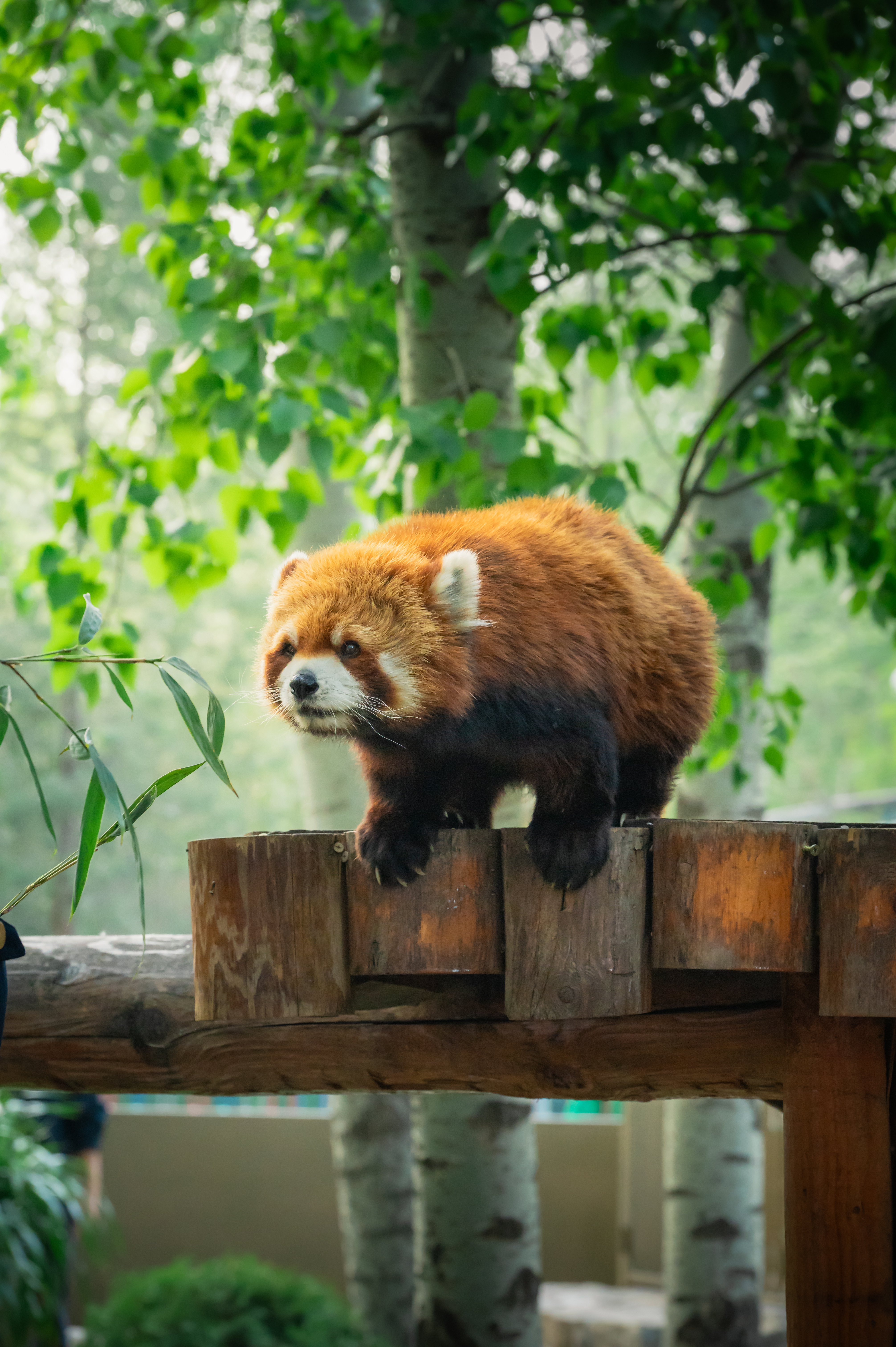 软萌暴击，被小熊猫治愈的一天！  ​​​