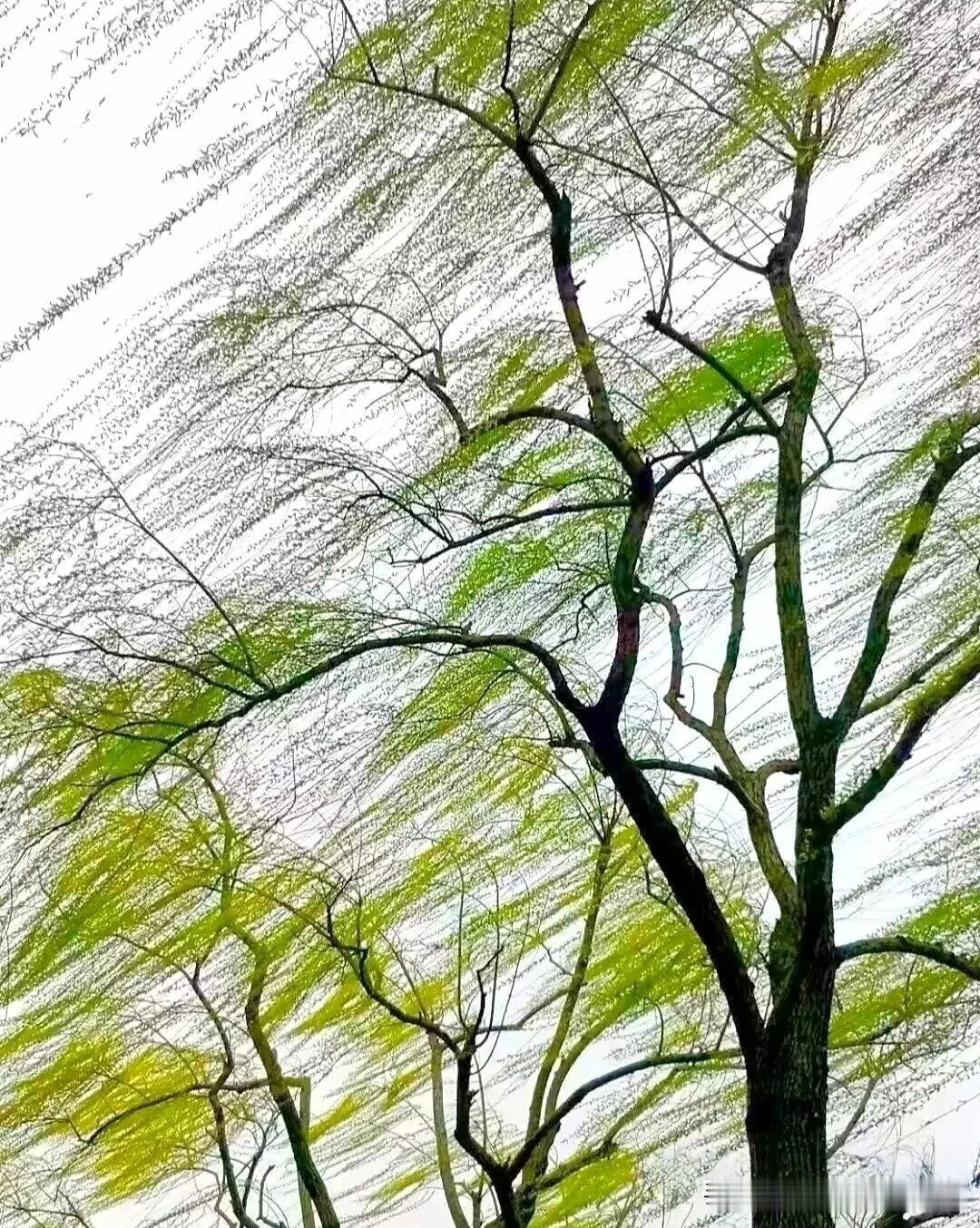 下联：杨柳迷离舞晚风
上联：有请雅士[玫瑰][玫瑰][玫瑰]