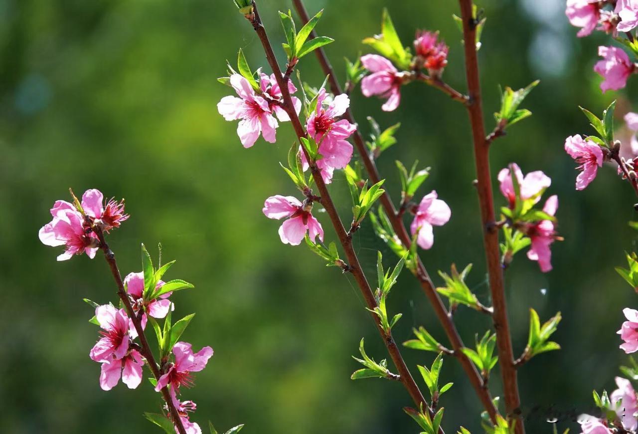 昨天发了以松树为背景的几乎纯黑背景的桃花，今天再发一组以松树为背景的桃花。两组差