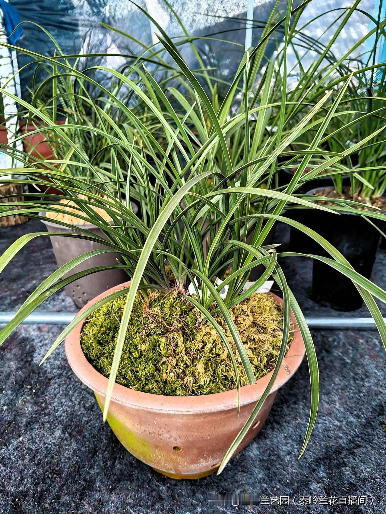 秦岭蕙兰资源品种，古法养兰