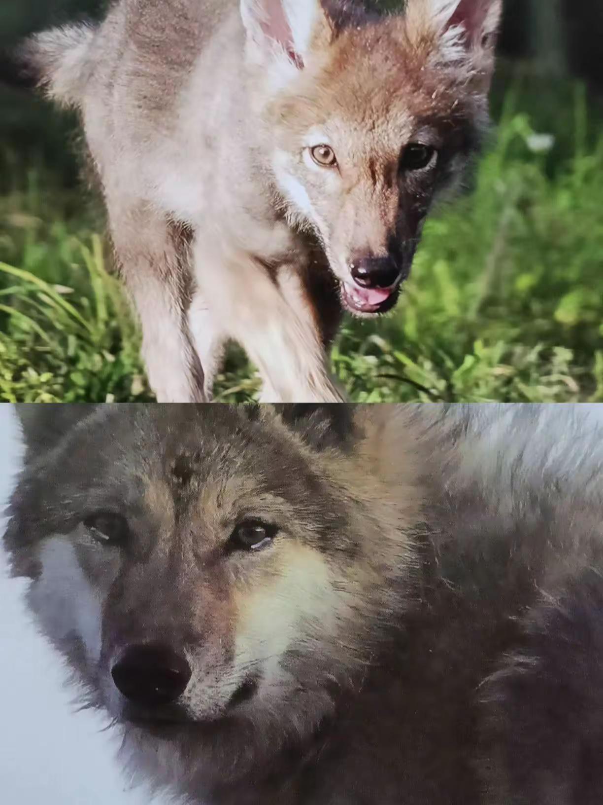 总有人质疑李微漪“弃养”格林，甚至说“至少该送动物园”，讲真，有这样顾虑的朋友，