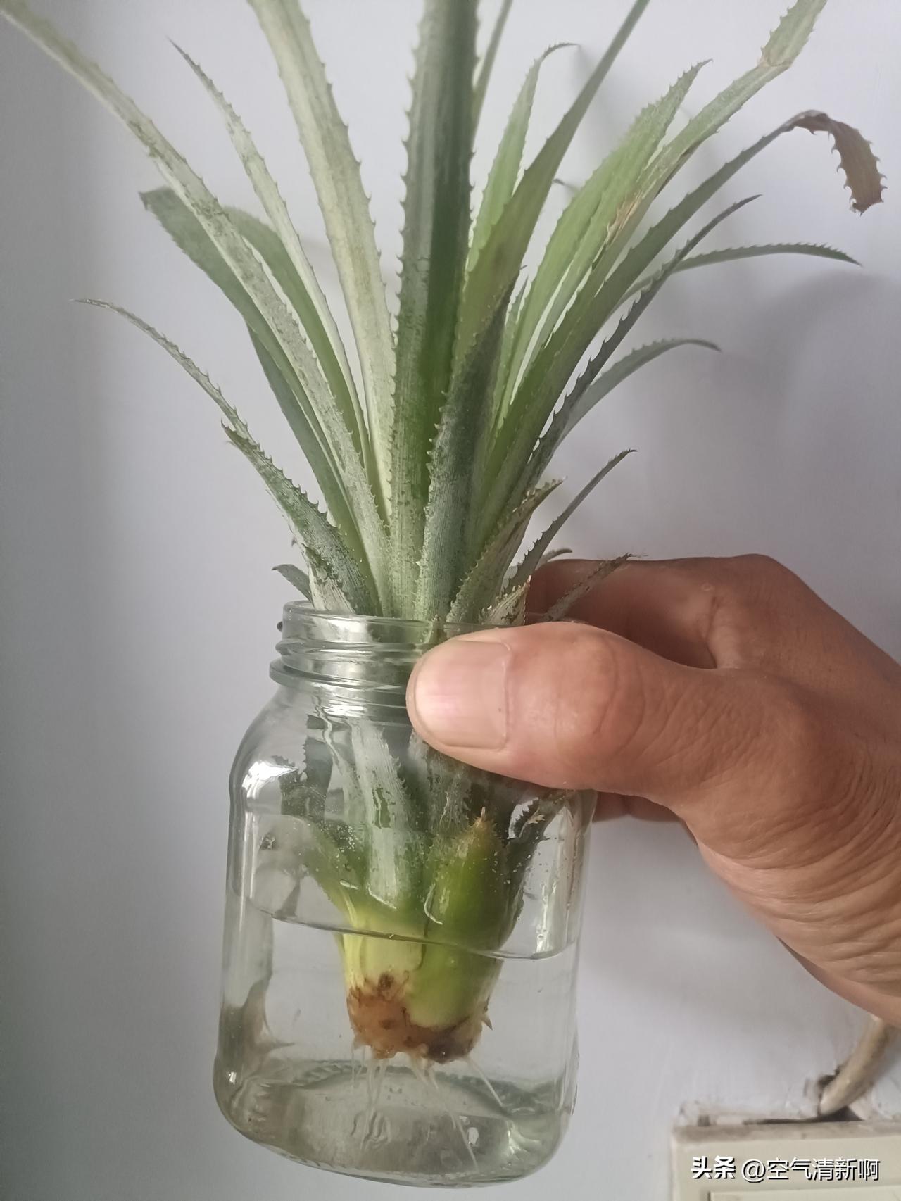 费了半天劲，水泡的菠萝终于是长出根了，以前弄过好几次都没成功，这次成功了，只是时