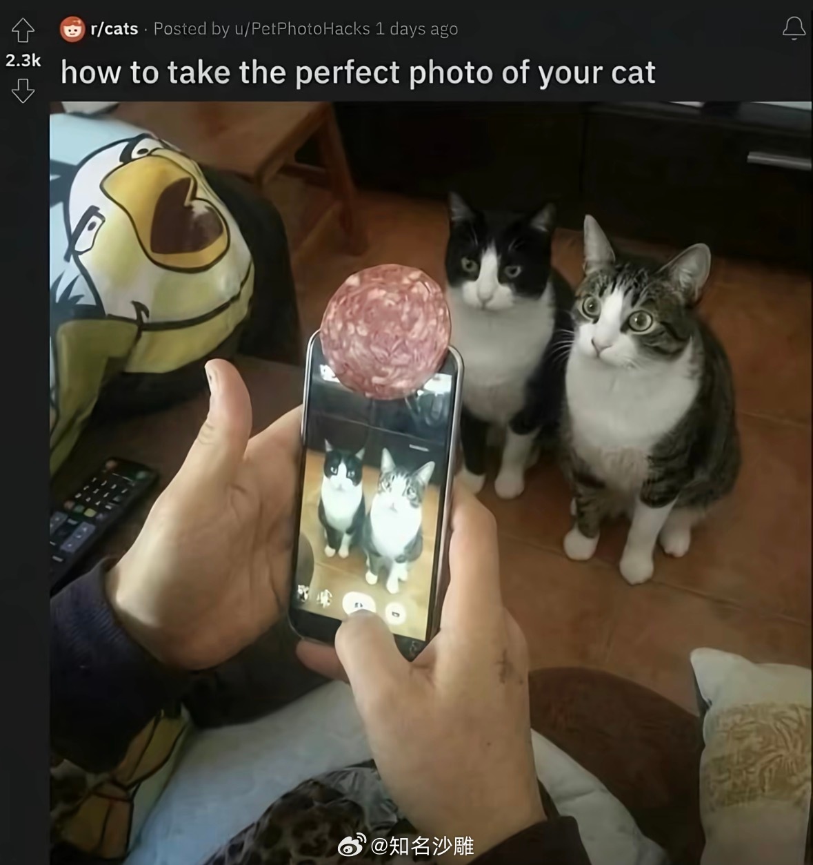 猫咪自拍的正确打开方式