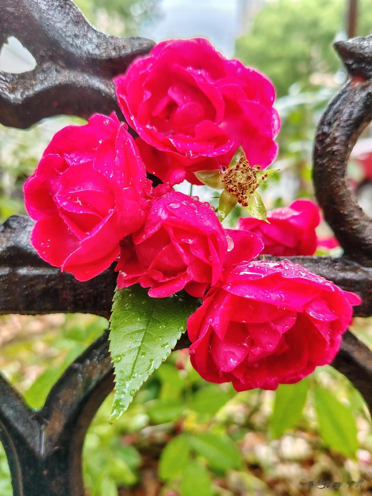 分享一张你最近拍的花今天下雨，洒在蔷薇花上，晶莹剔透。