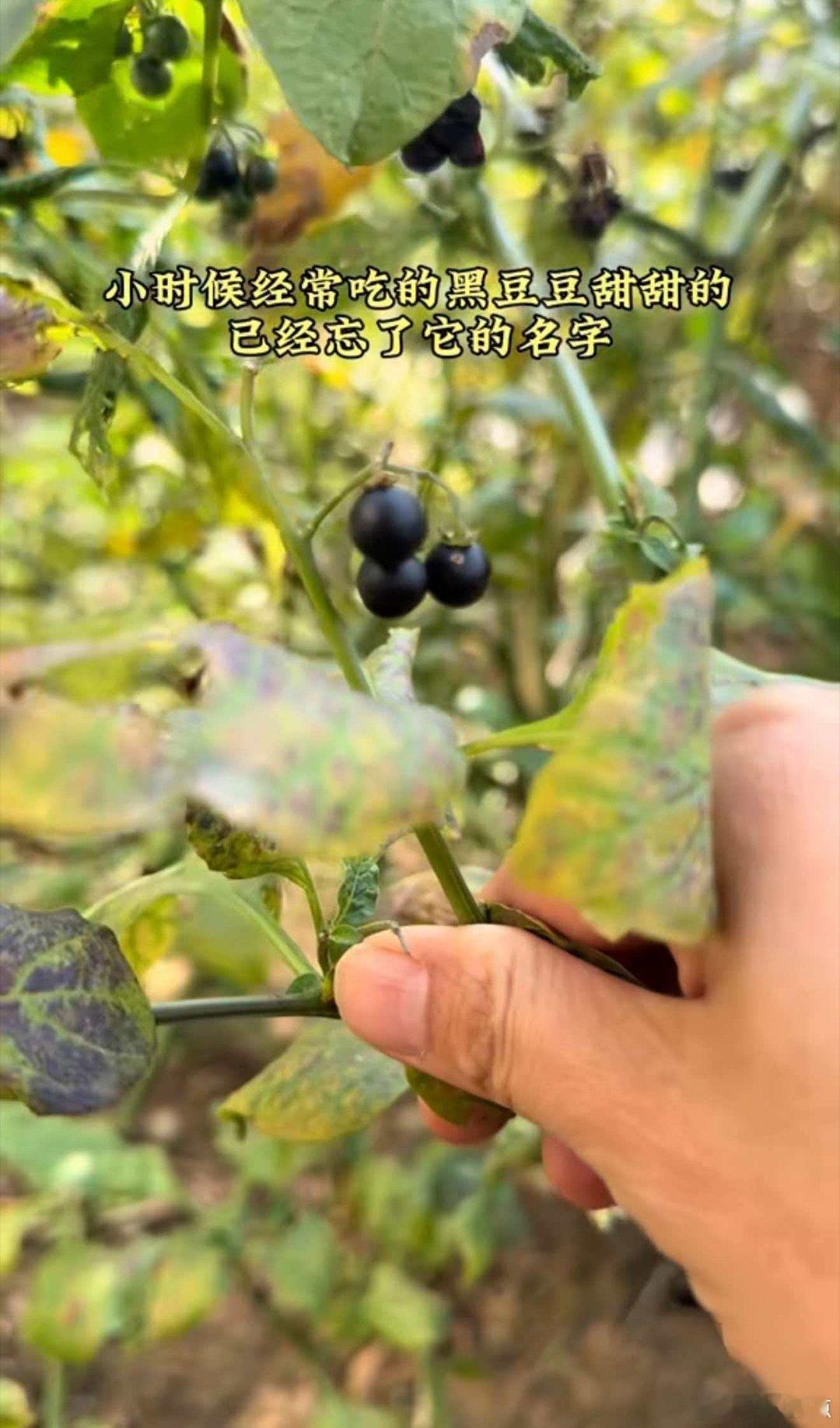 小时候常摘来吃，现在已经不记得它的名字了 