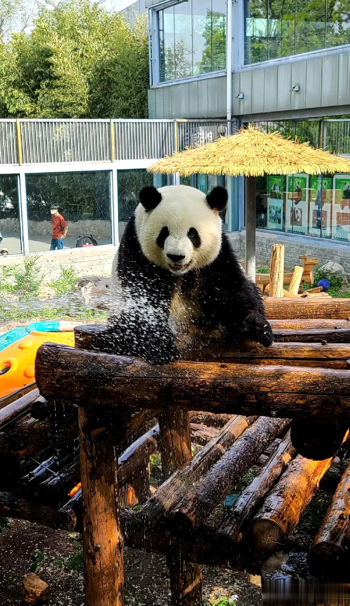 猛兽萌兰
据说这一组照片，是来源于奶爸视角的冲水图。

这画面，看看萌兰的模样，