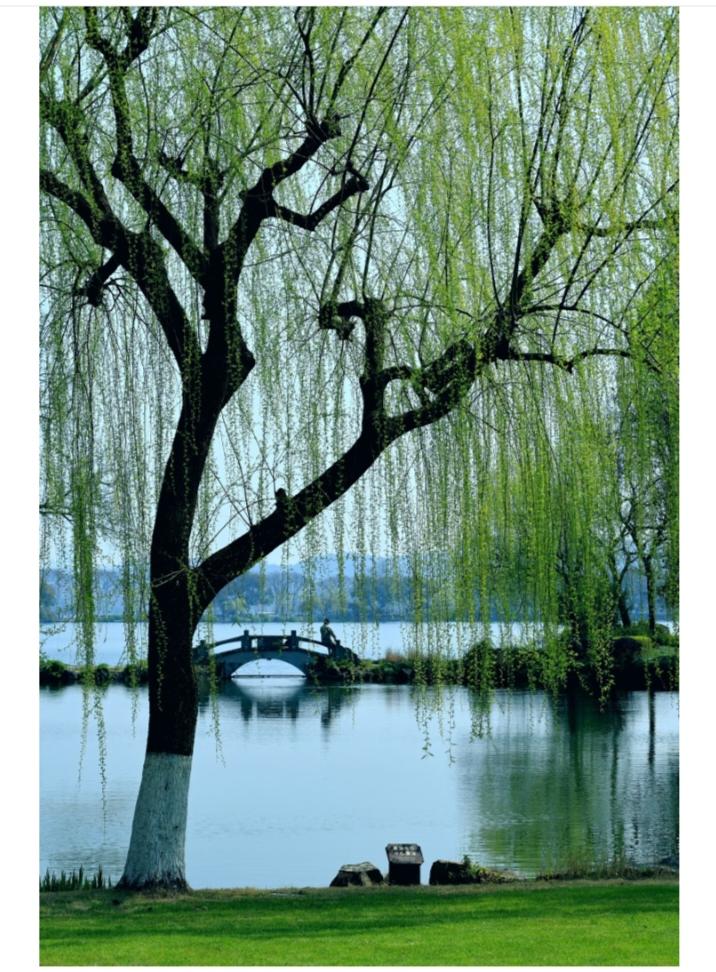 相册里最满意的照片澄澈碧绿的湖水静静流淌，柔柳依依低垂青丝，小桥横卧湖心。水光相