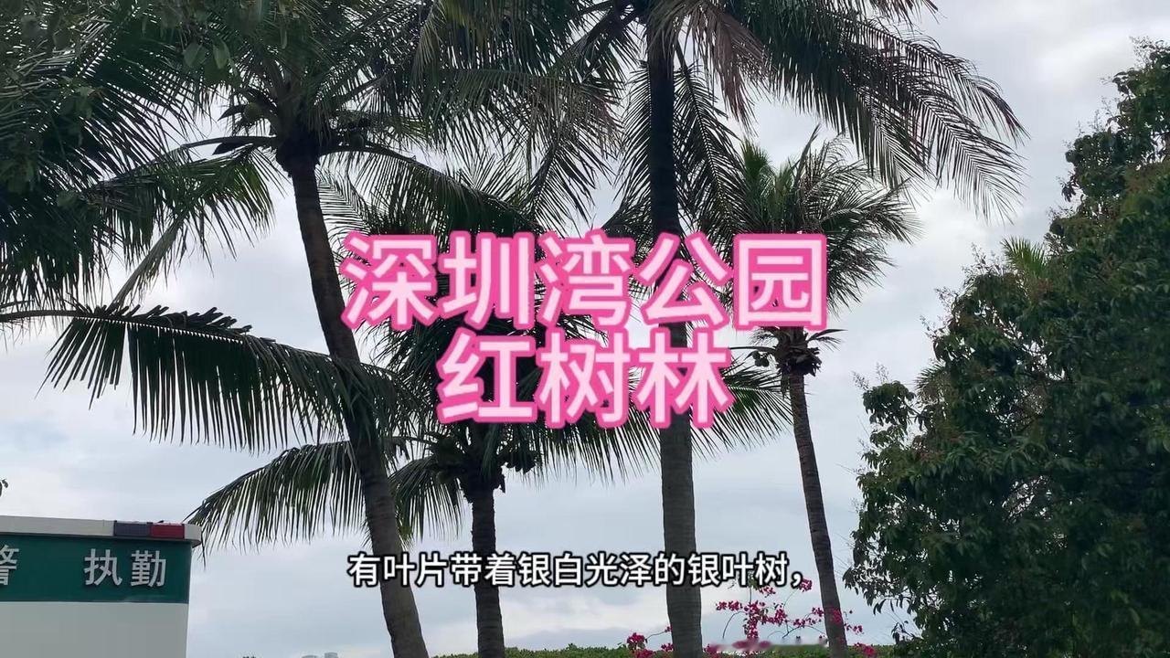 🌿在繁华都市的深圳湾，藏着一片会“出汗排盐”的红树林！

这片郁郁葱葱的树林里