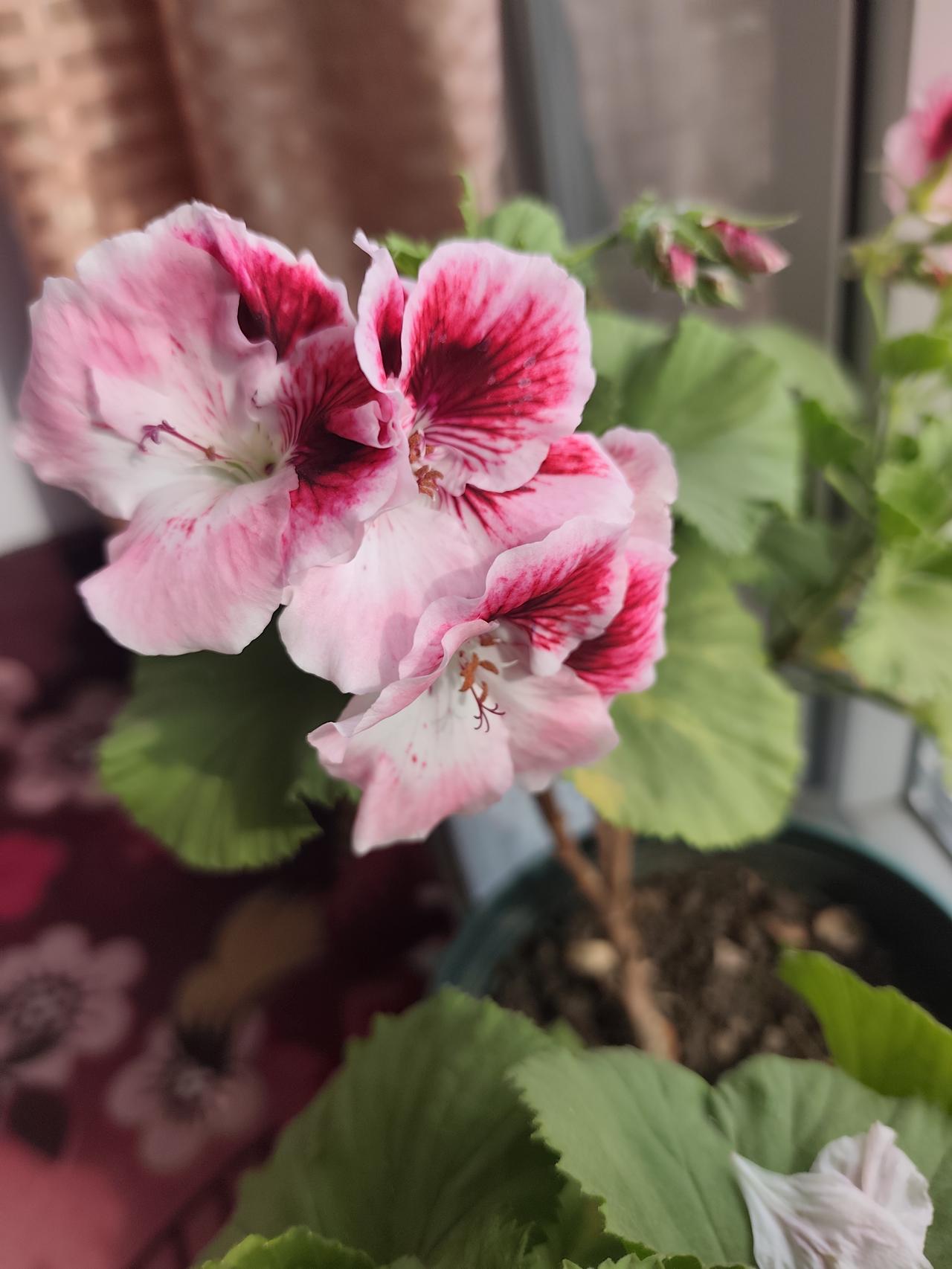 生活中的你喜欢养花吗?