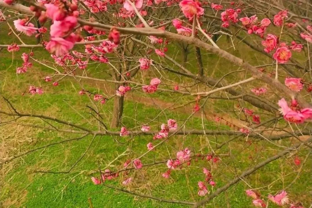 上联：冰天雪地送冬去
下联：春暖花开迎春来
【图片来源于网络】