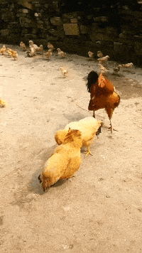 别打了……
别打了……
一家人……
和和气气的……
打架伤感情……
哎哎……