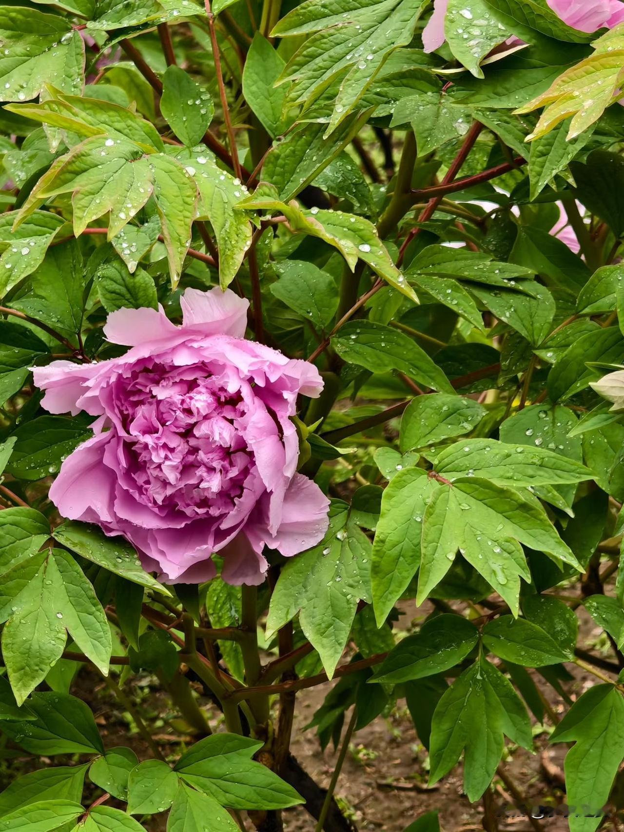 【小对联】
上：取悦；
下：……？