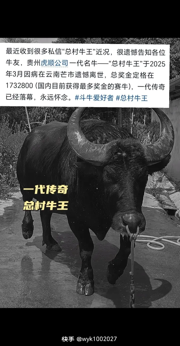 一代传奇，就此落幕，中国总奖金最高的牛王，至今无牛能打破的记录