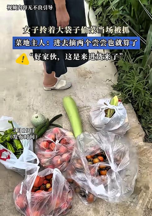 一名大妈白天私自闯入他人菜园采摘蔬菜，装满数袋准备带走时，被菜地主人当场拦下。
