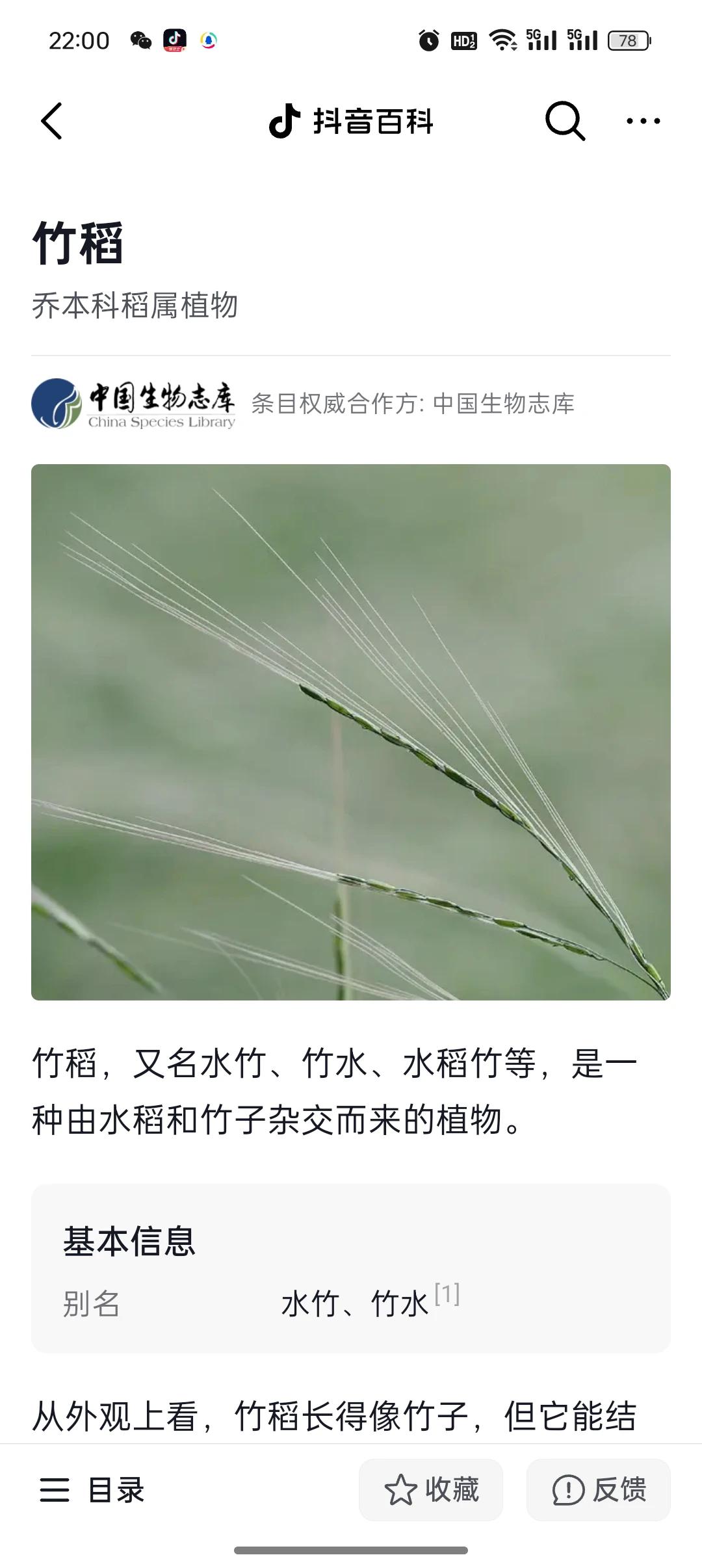 竹稻，中国生物志库有百科介绍！