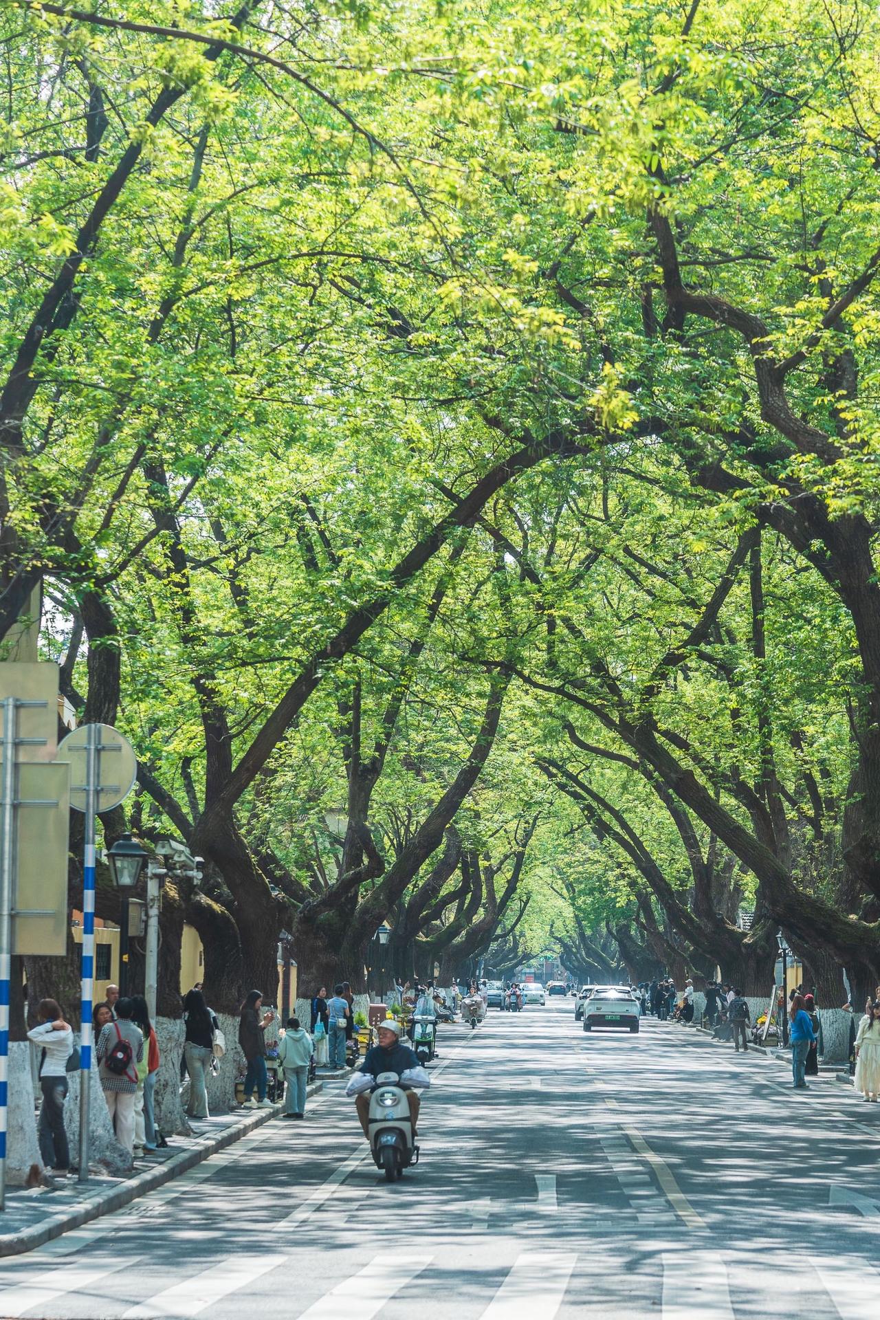颐和路已经提前进入夏天模式