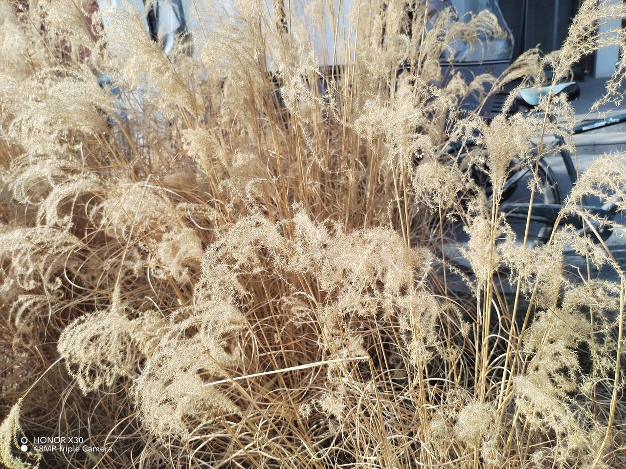 春日里，金黄的芦苇依旧芦苇氛围感写真 随风摇曳，美不胜收。