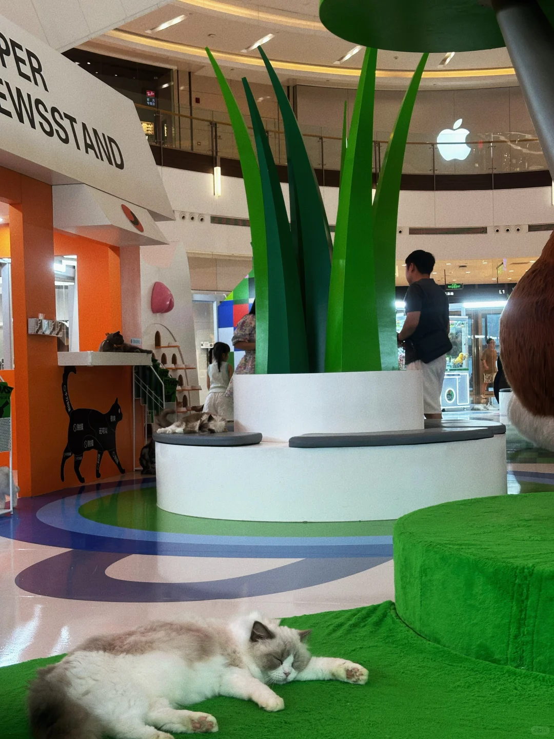 郑州非常可爱的小展啊！！