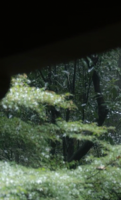 每日一善 阳光信用 每日一善0000松树的种植🌲松树种植养护1、光照强喜光植物