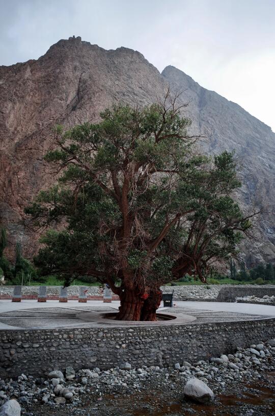 这棵3600年的胡杨树，见证了玄奘东归之路