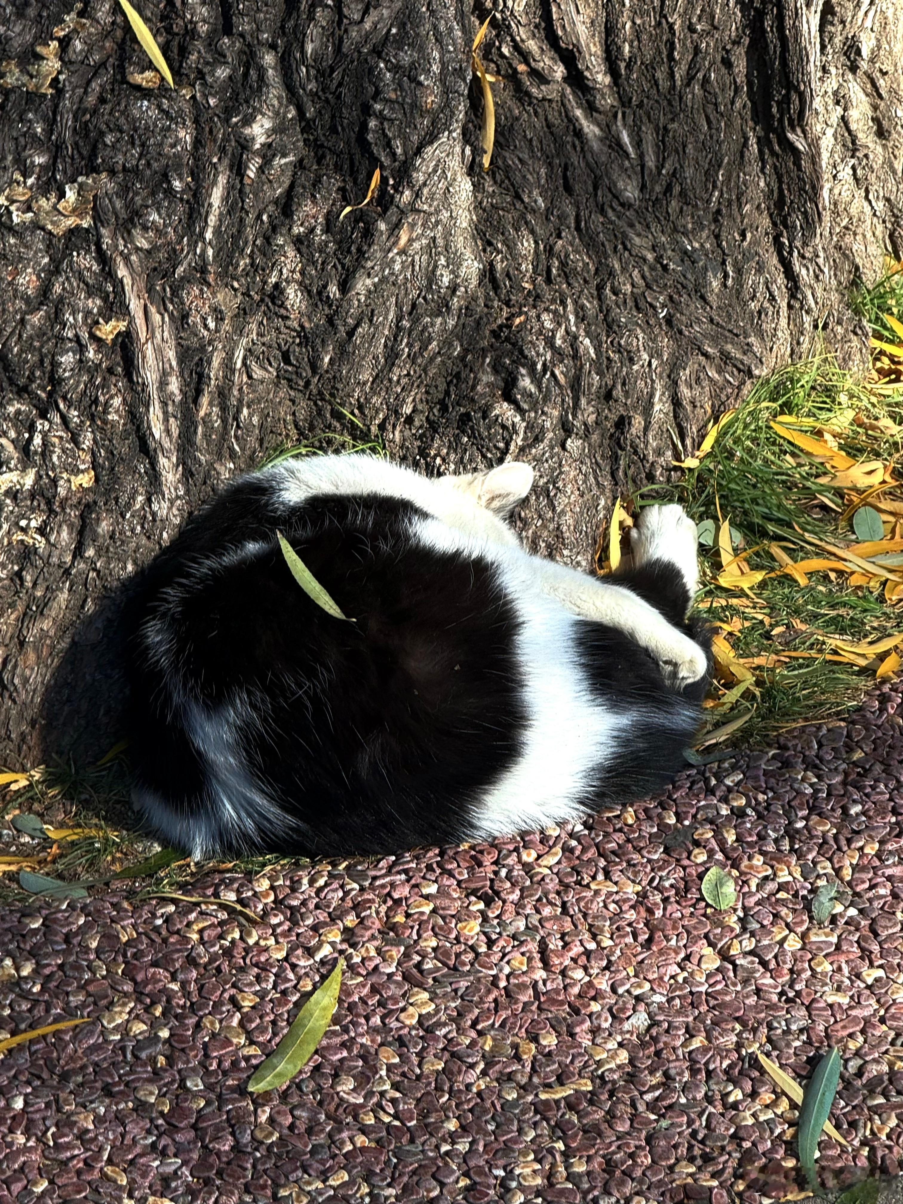怎么都说是小猫 为什么我感觉是小狗 