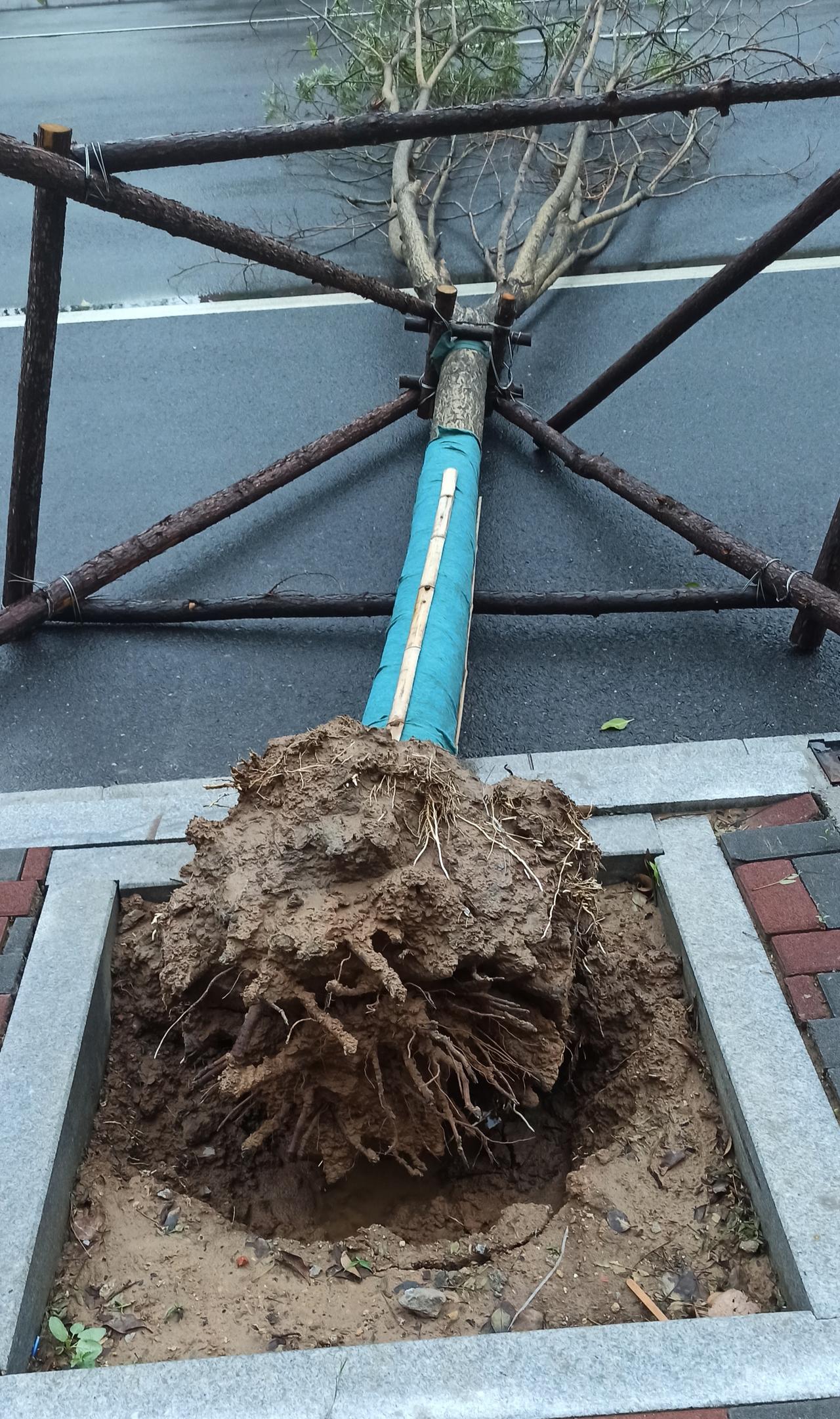 雨后“躺平”的树木
昨天晚上一场雨，邯郸开发区家和小区附近有几棵树“躺平了”。
