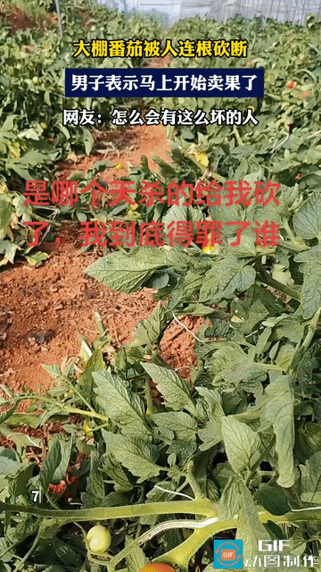 “应该是熟人干的！”云南，一名农户一棚的番茄被人砍毁，横七竖八地倒在地上，上面结