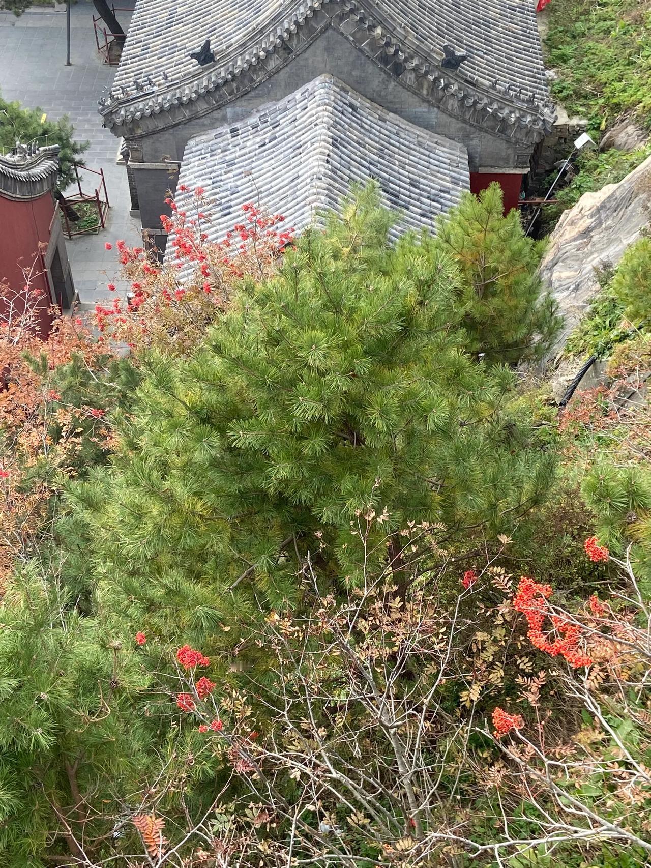 泰山红豆🫘
