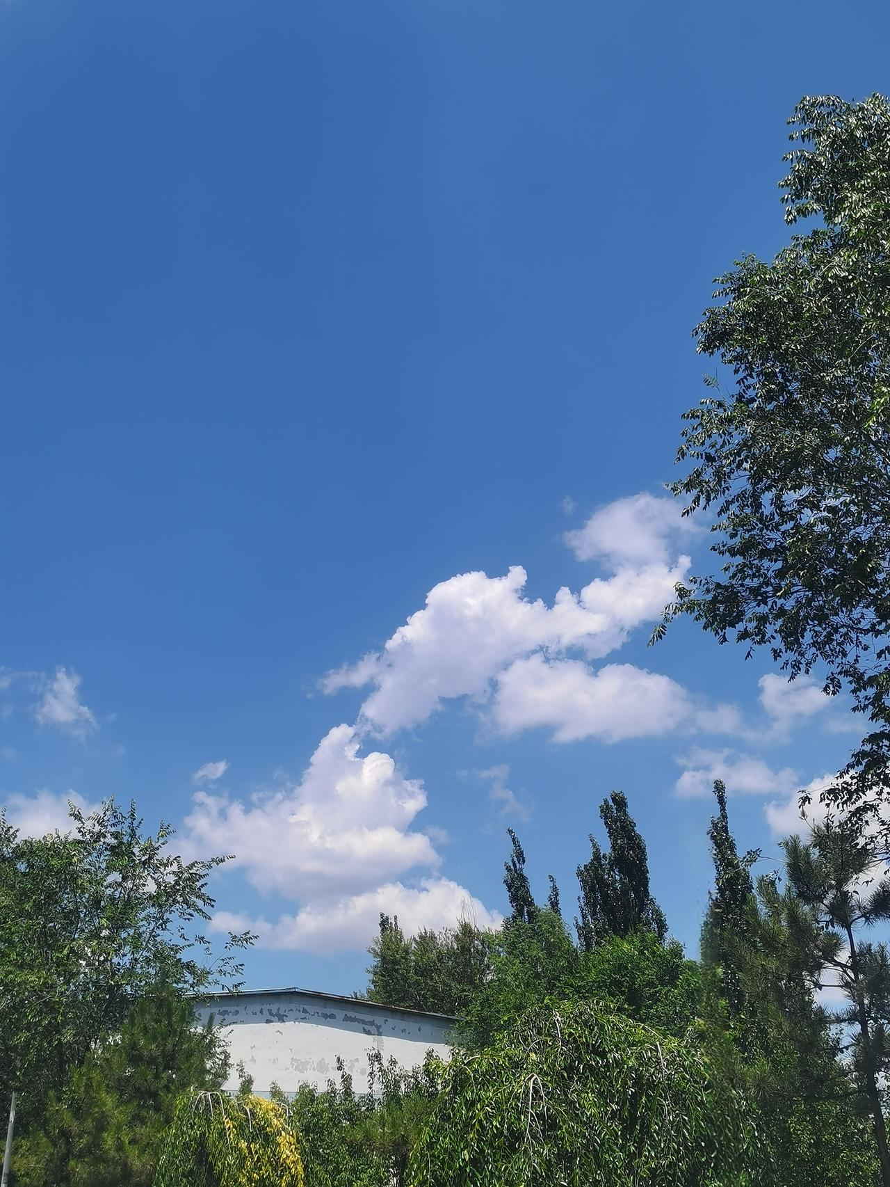 ＃分享随手拍的蓝天白云＃
    盛夏的风掠过树梢，白色的云朵揉成蓬松棉絮，铺在