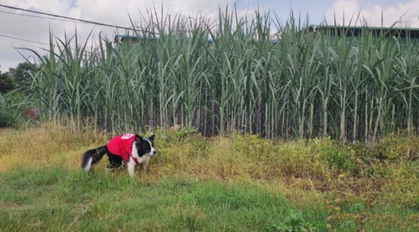 甘蔗一吨才500多块钱，为什么广西那么多地方现在还种着？
 
别光盯着500多块