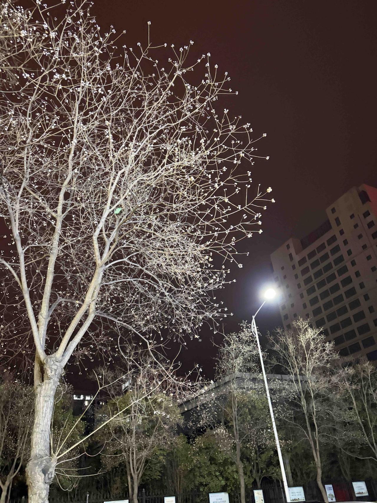 冬夜街头的温柔✨ 路灯下的树影太治愈了

深夜下班，抬头撞见这一幕：路灯把光秃秃