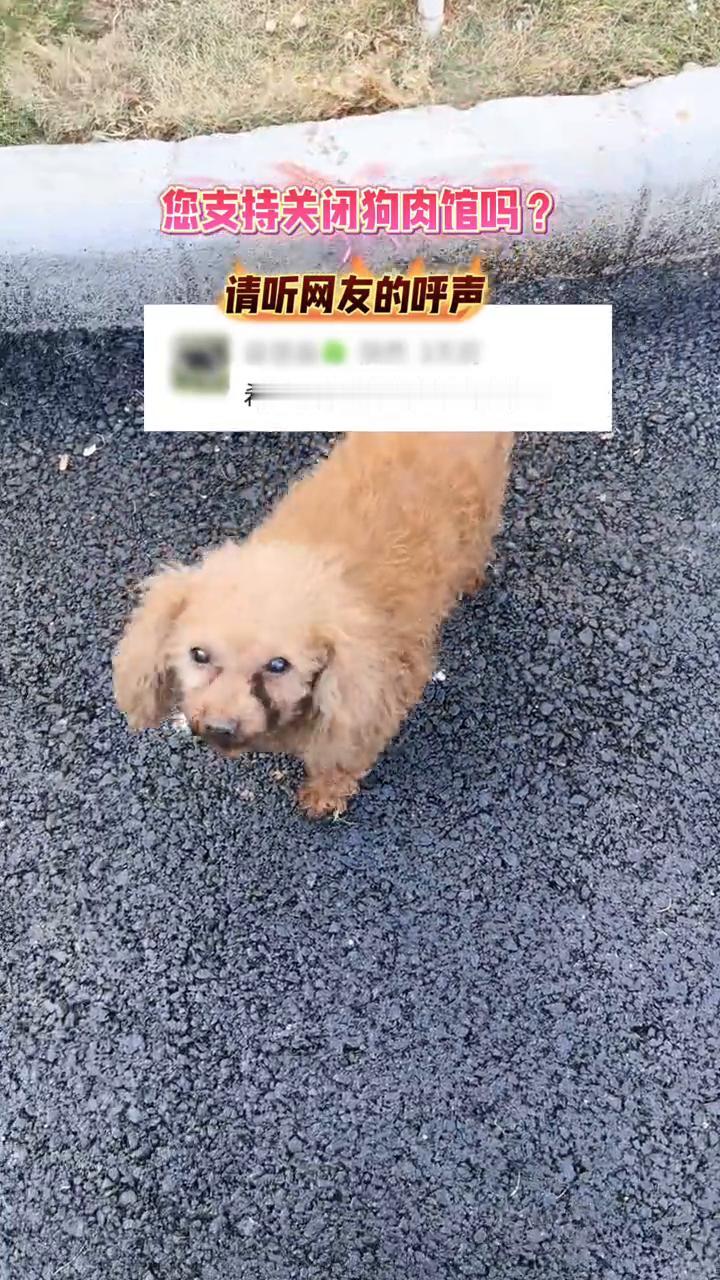 您支持关闭狗肉馆吗？请听网友的呼声。
希望所有的狗肉馆都关闭。