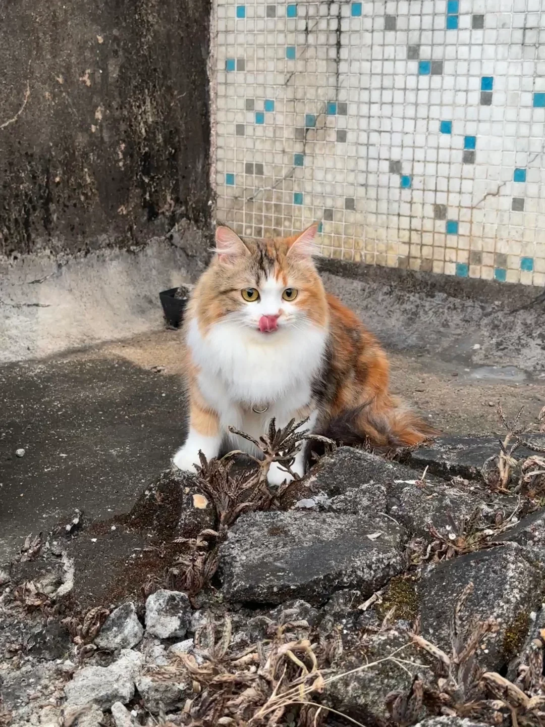 环境越破，小猫越漂亮
