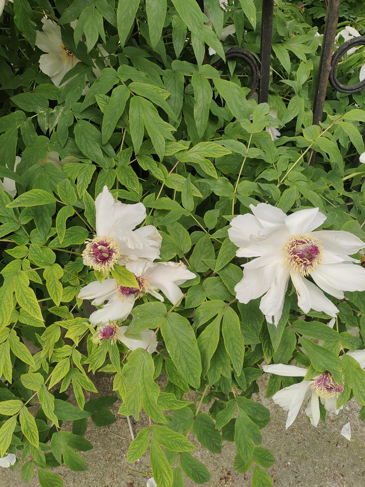 有谁知道这是什么花？
前几天回合肥呆了几天，咋天回来还没注意，早上起来突然发现院