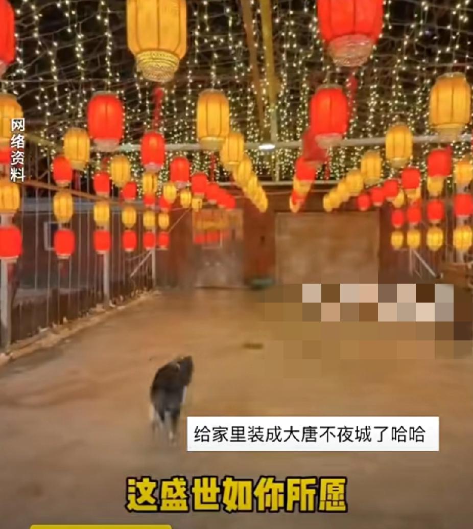 奇葩！主人凌晨三点网购灯笼嫌贵没买，结果狗狗凌晨四点神操作为主人买回一座“大唐不