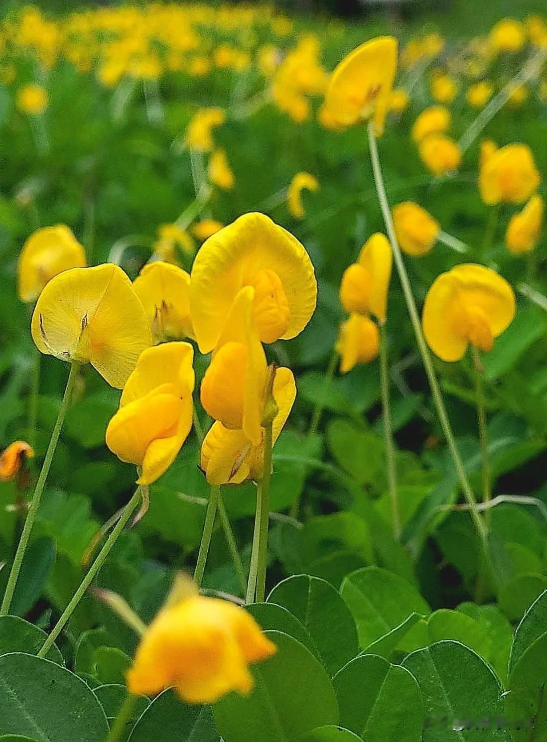 冬日生活打卡季蔓花生，長喙花生，黃色蝶形花，明亮帶著友善之心