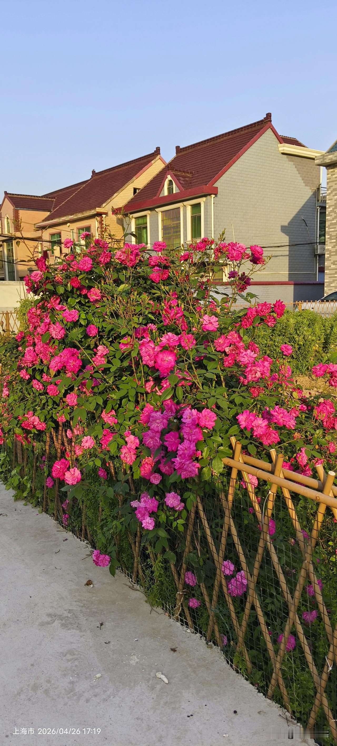 分享随拍漂亮的月季花时光悠然，月季花开得热烈又温婉，红的明艳、粉的柔美，清风绕花