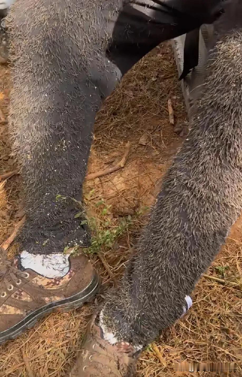 哎哟，要是密集恐惧症的朋友看到那画面，可能真的会当场有点受不了。#想不到这野东西