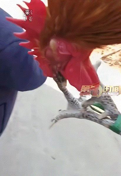 “科学无法解释！”安徽一男子，准备将自家养了3年的大公鸡卖掉，谁知，当他把公鸡一