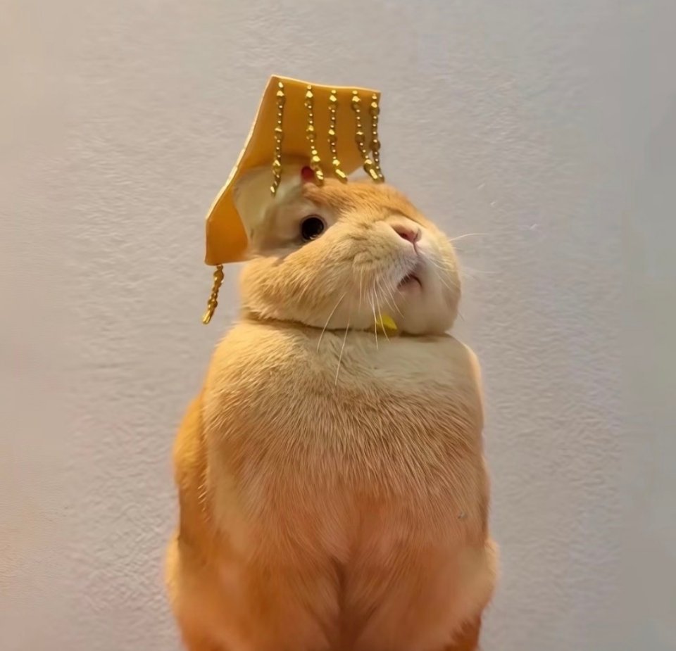 兔兔登基🐇 