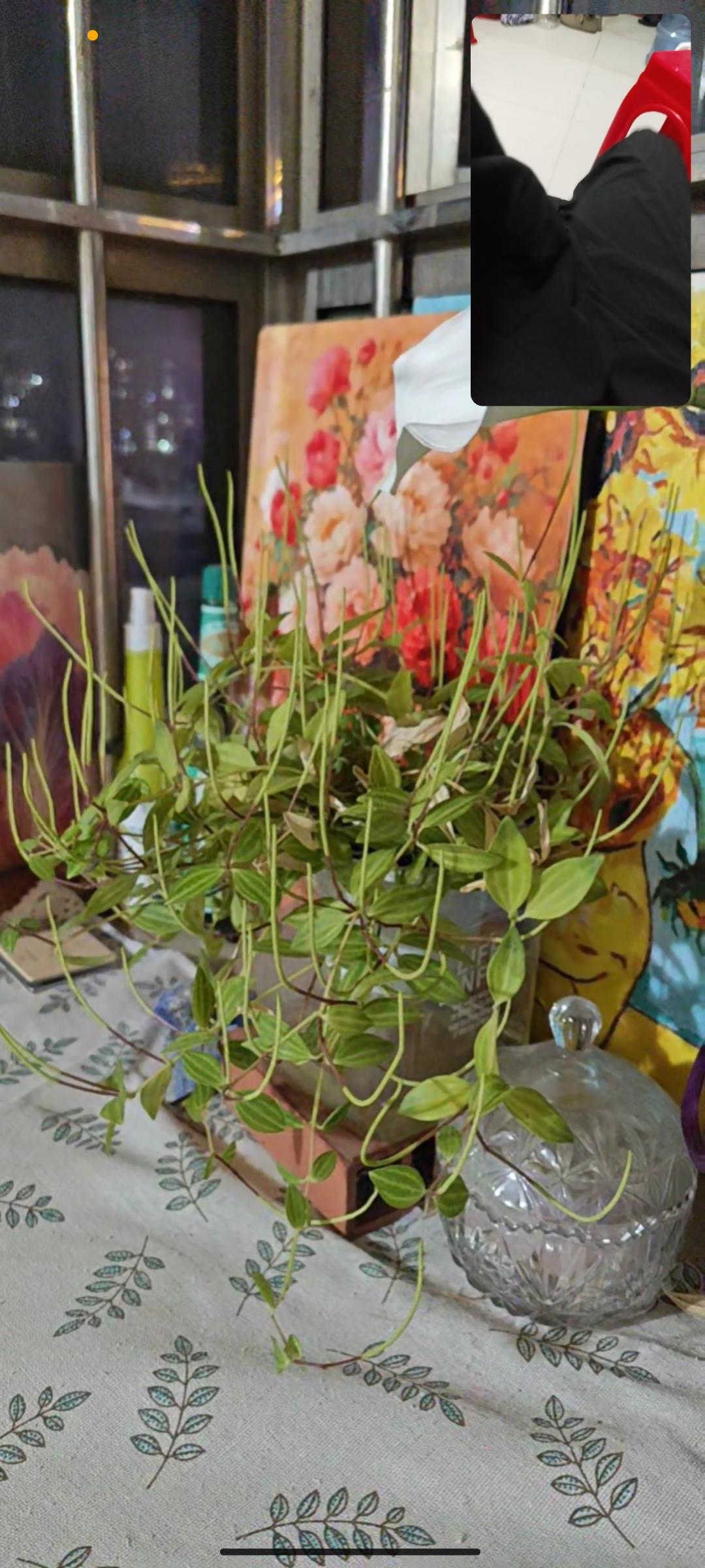 自从生娃以后，就回老家养胎，将近半年没回深圳。
家里的植物让老公代养，你还别说，