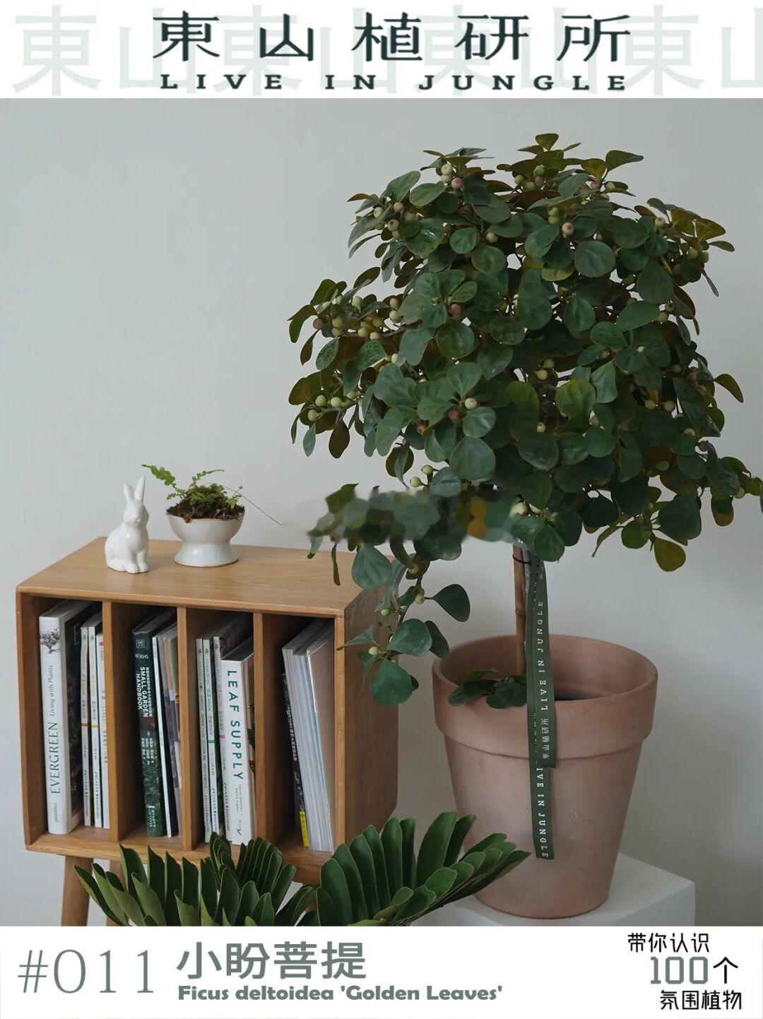 小盼菩提|身是菩提树 心如明镜台🍃