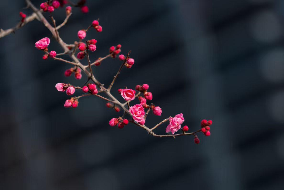 分享一下你拍的花朵老枝缀红妆，暗香破寒凉。枝头那抹艳色，是冬日最温柔的倔强，也是