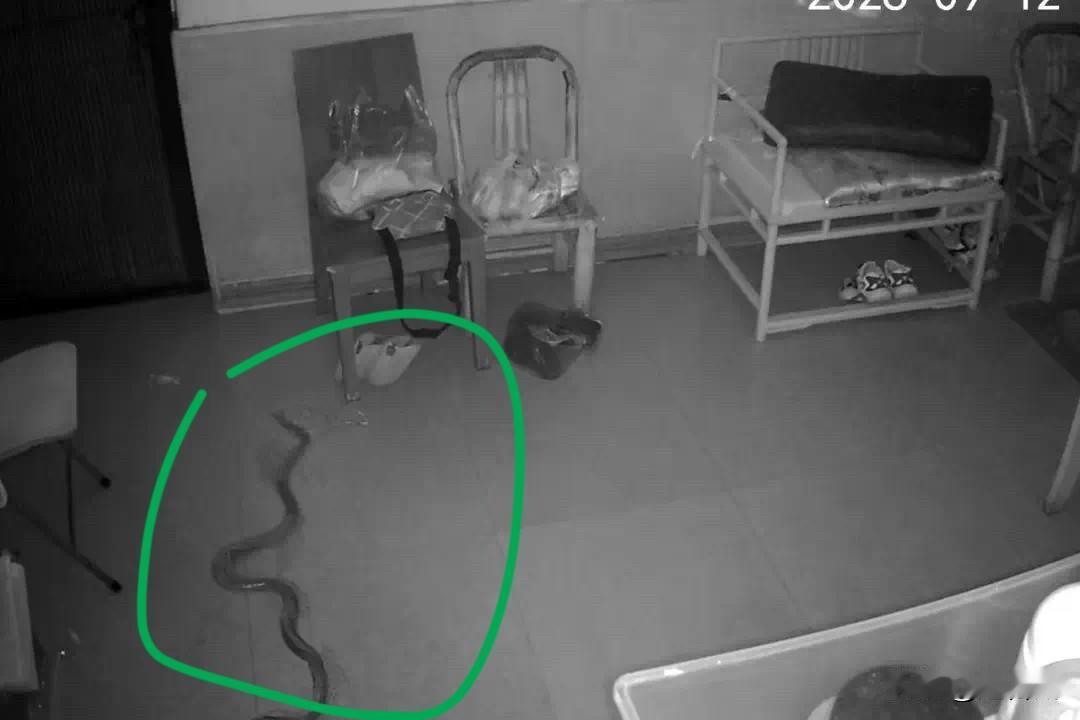 换谁都会害怕！宁波一户人家深夜惊现1.8米大蛇，好在无毒🐍
📢宁波发生一件惊