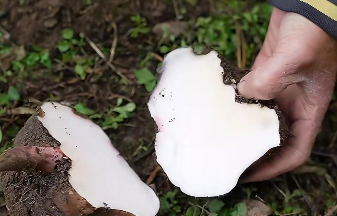 第一次见刚挖出的魔芋原来刚出土的魔芋长这样，来说说酸菜炒魔芋是哪里的家常菜？