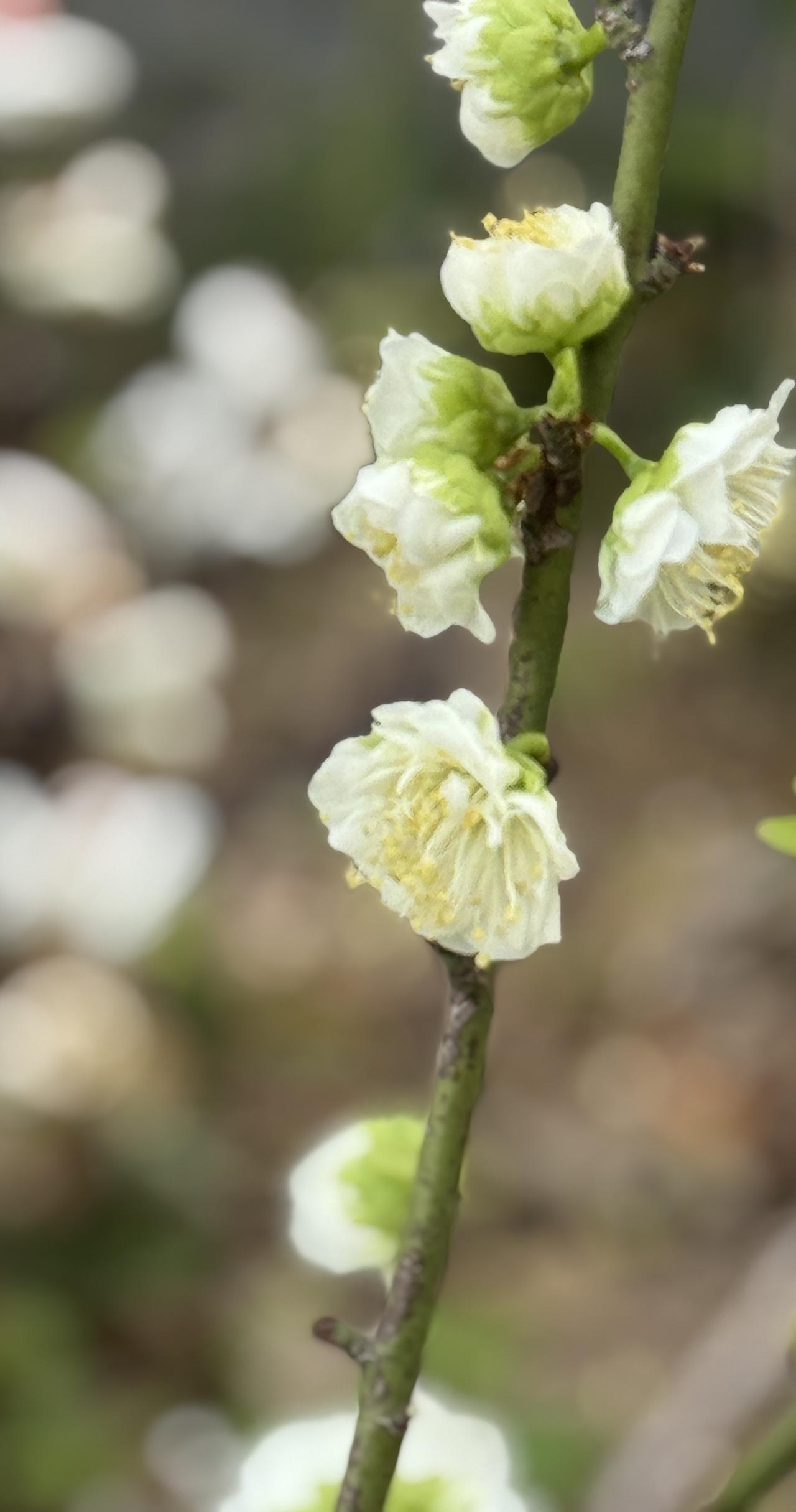 分享一下你随手拍下的照片绿梅一开，清冷又温柔，是春天里最别致的一抹淡色。