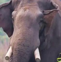 “这就是命啊！”7月7日报道，尼泊尔，一男子的儿媳和4岁的孙子被一头野象杀死。离