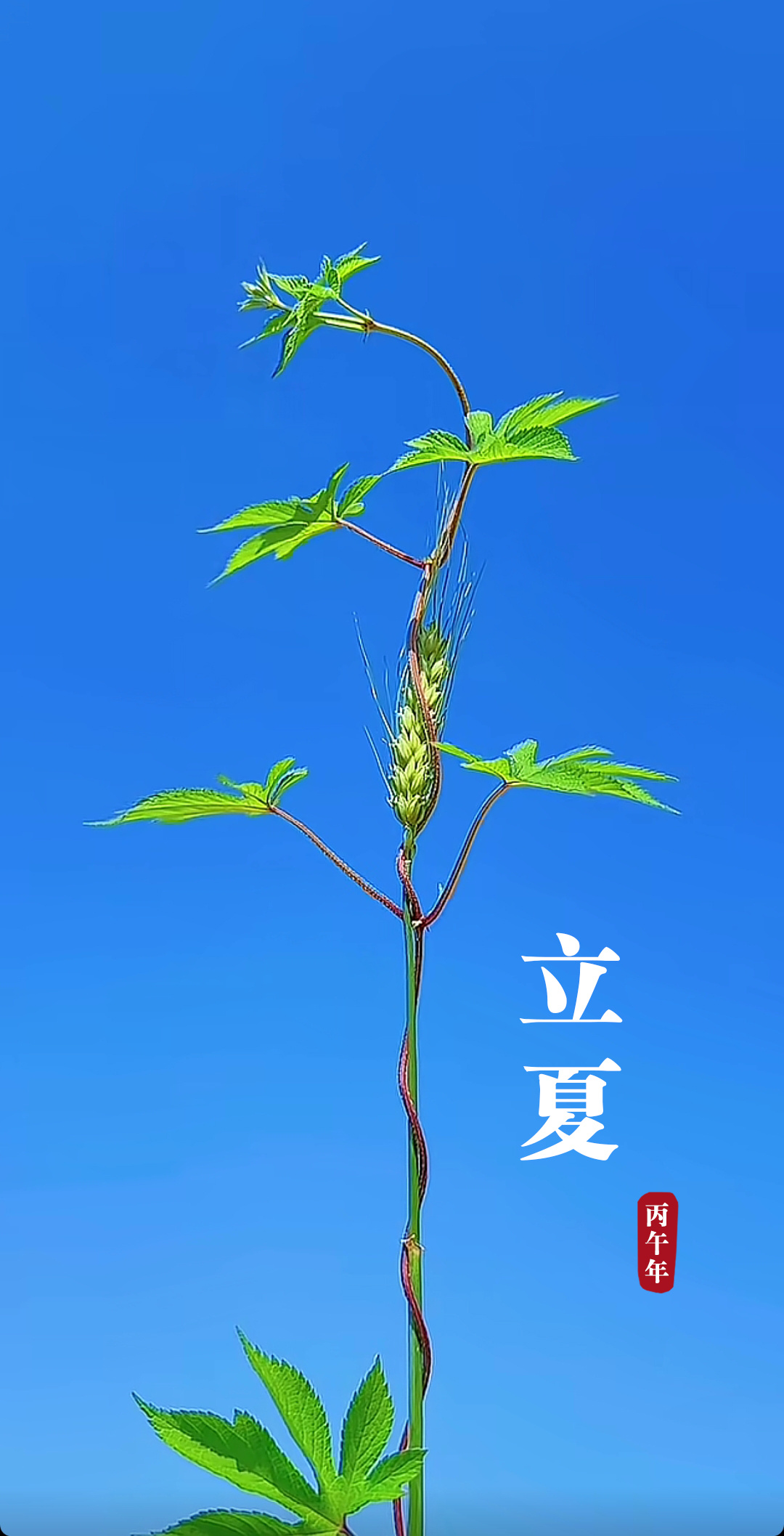 立夏 越过所有夏天的诗句，立夏正好在夏天的词典里置顶，我们像刚从春眠中醒来的孩子