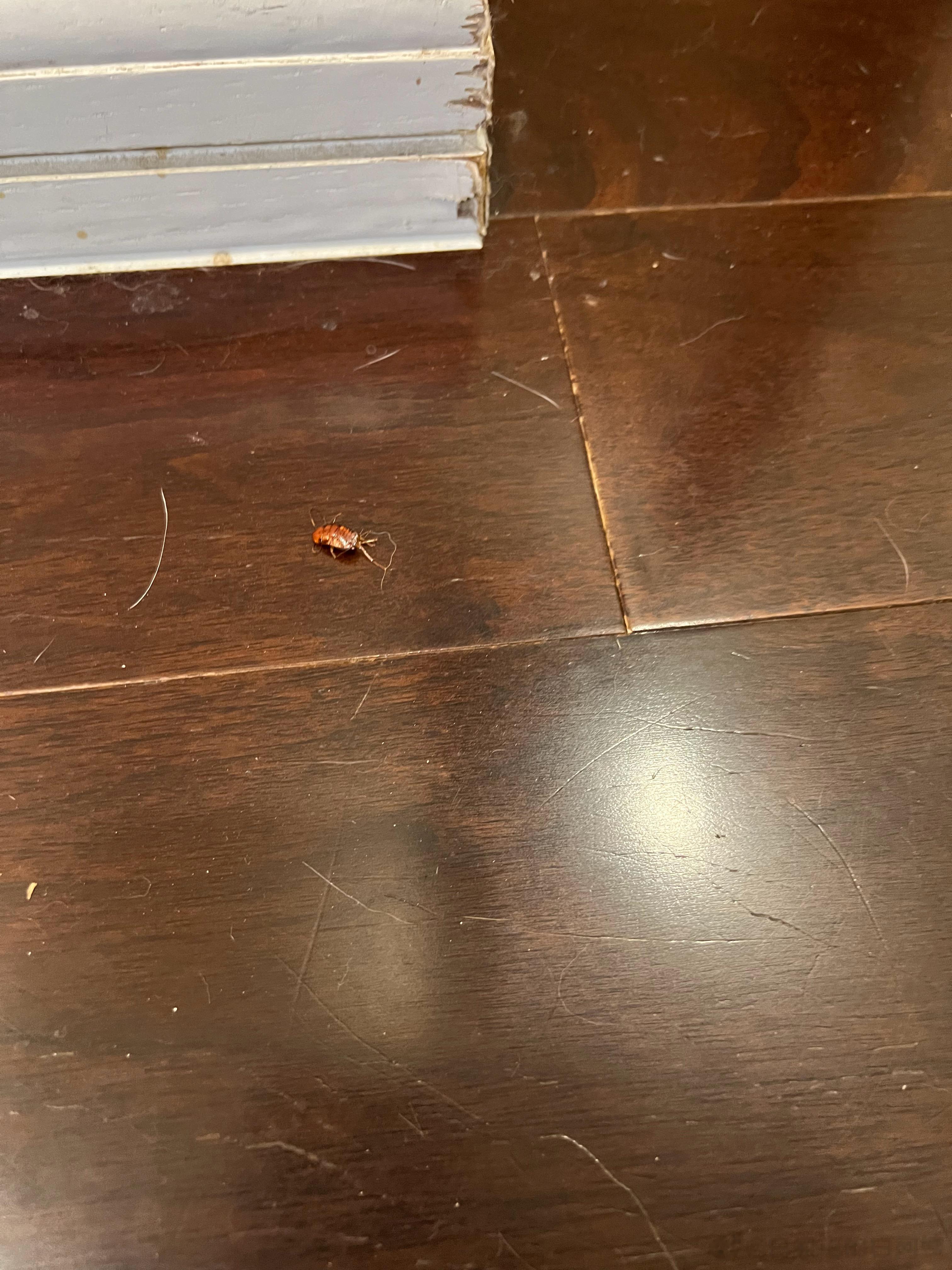 这个死猴子！不知道从哪儿抓了只蟑螂（已经被他玩的半死了），往我面前扔了就跑，啊啊