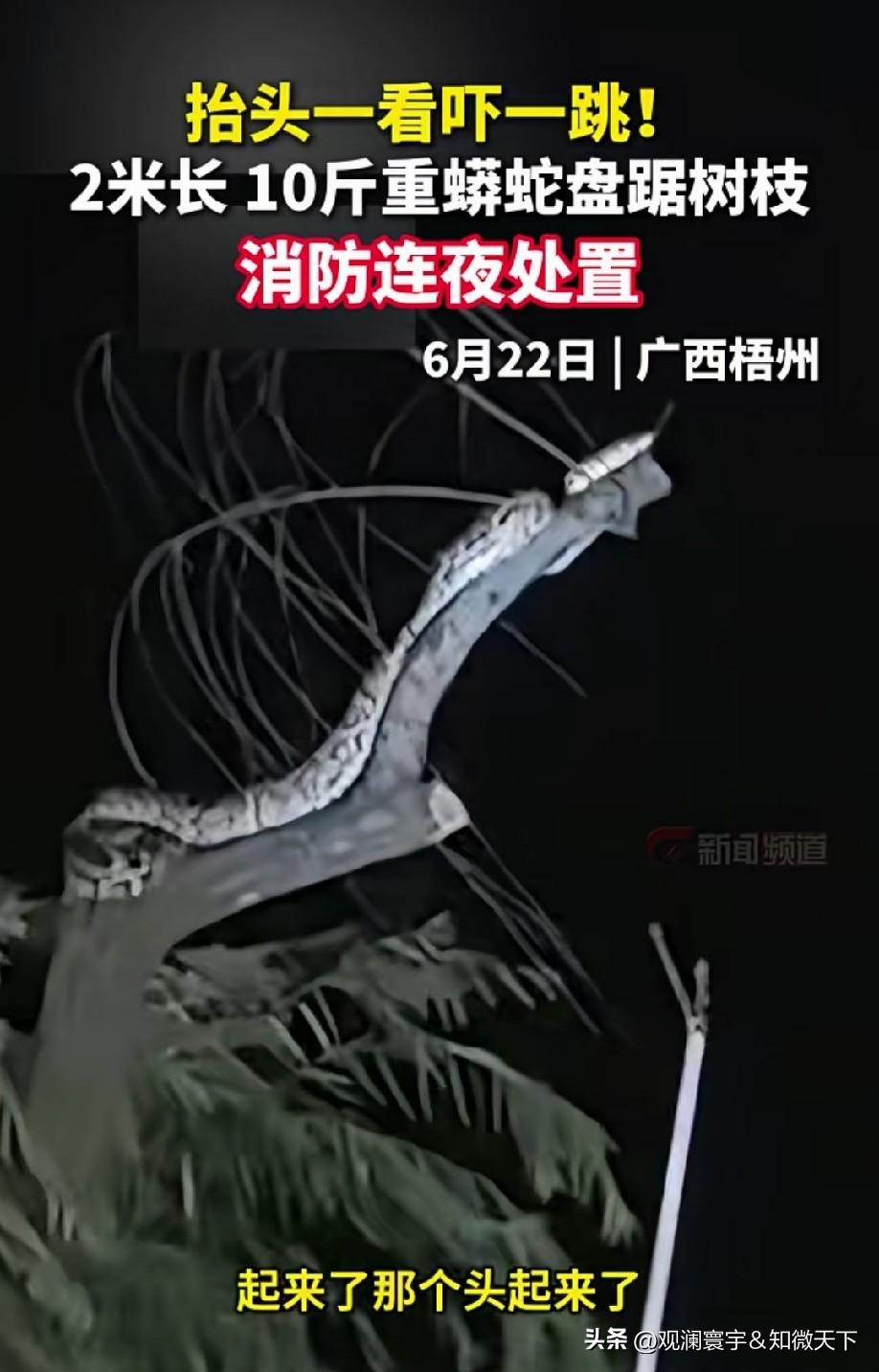 怎么这段时间，老是刷到这种巨蛇视频[捂脸]